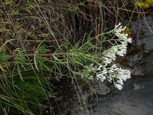 {Eupatorium hyssopifolium}